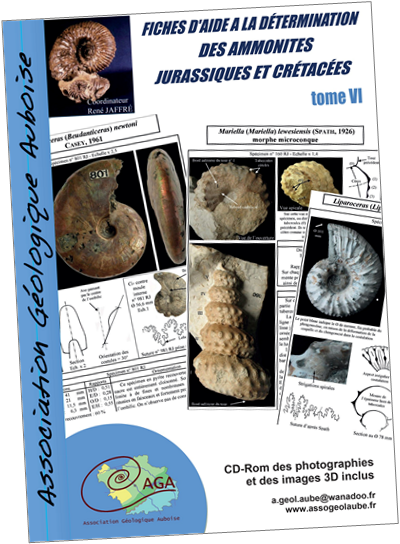 Ammonites tome VI