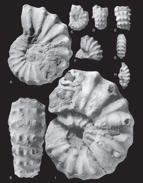 Ammonites CÃ©nomanien