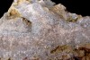 Calcaire corallien