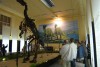Musée de l\'Iguanodon de Bernissart